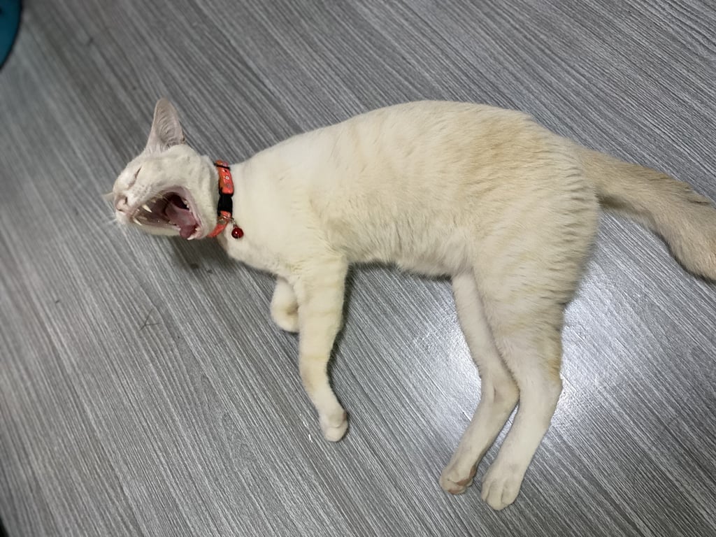 ตามหาเจ้าของแมว 