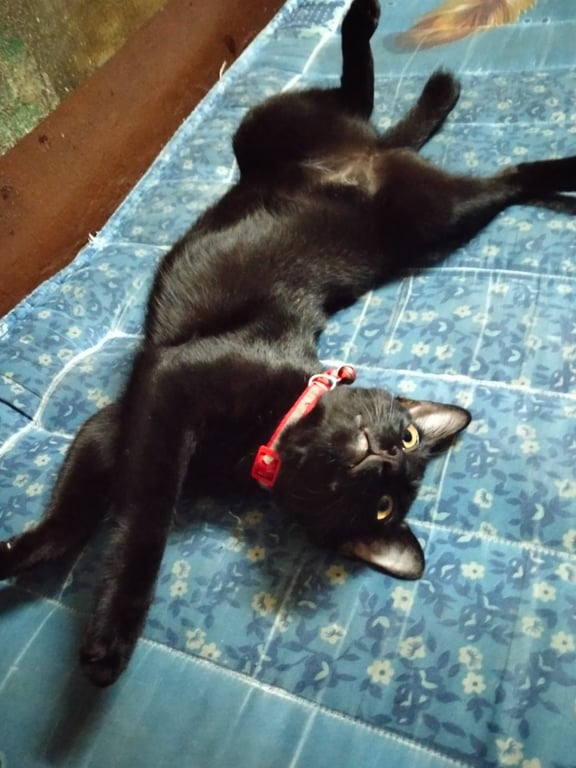 ดำ