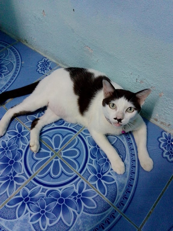 ตี๋ตี้