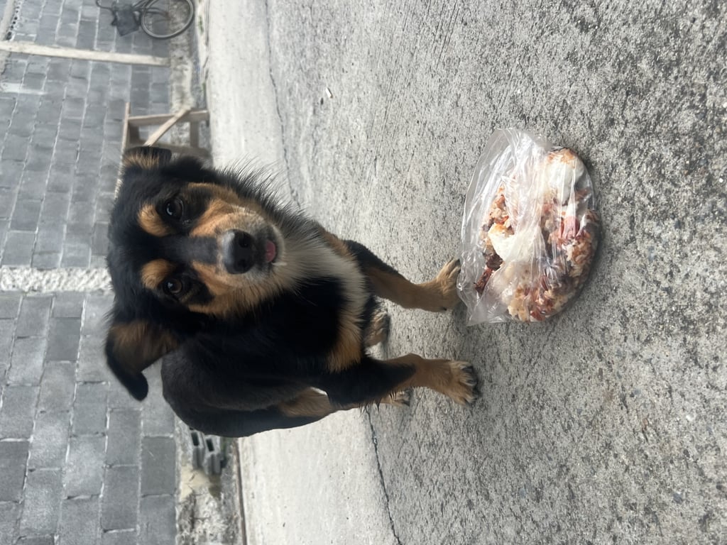 ตามหาเจ้าของหมา พบน้องวิ่งอยู่บนถนนนวมินทร์ หน้าโรงพยาบาลพญาไท นวมินทร์ วิ่งกลางถนนเลย เกือบโดนรถชน โชคดีที่ยังช่วยไว้ได้