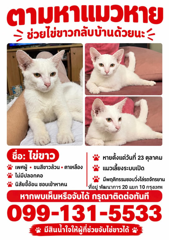 ไข่ขาว