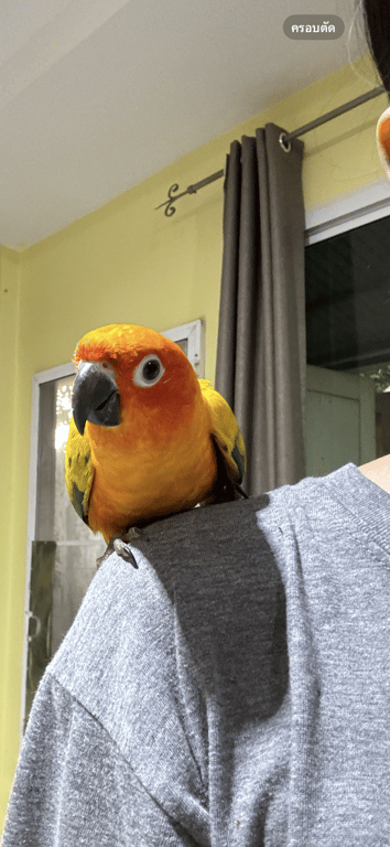ซ่า