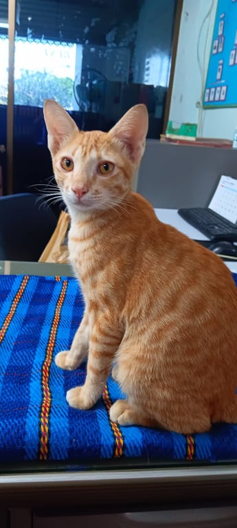 ตามหาเจ้าของแมว น้องแมว เพศผู้สีส้มอายุประมาณ 6 เดือน นิสัยขี้อ้อน ร่าเริง กินเก่ง ติดคน ได้รับวัคซีนหัดแมว1เข็ม เมื่อวันที่7/11/66