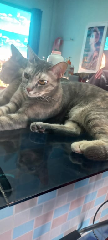 เทาเทา