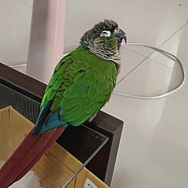ลัคกี่