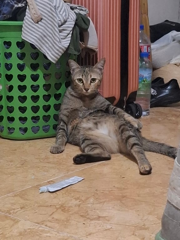 สกาย