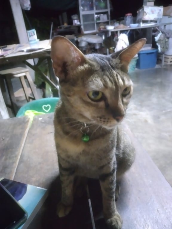 เหมียว