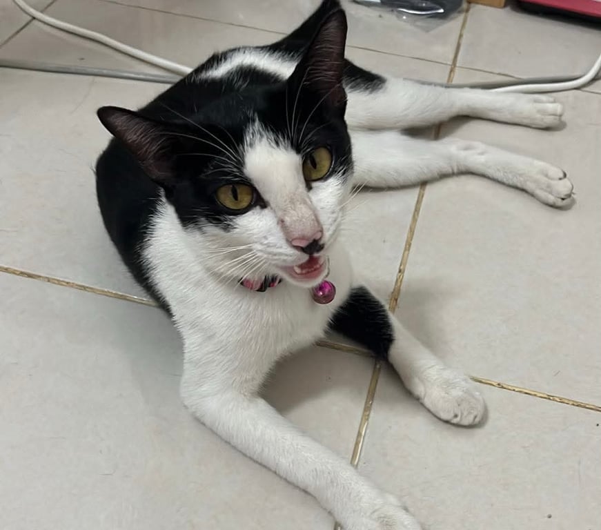 ตังค์ตังค์