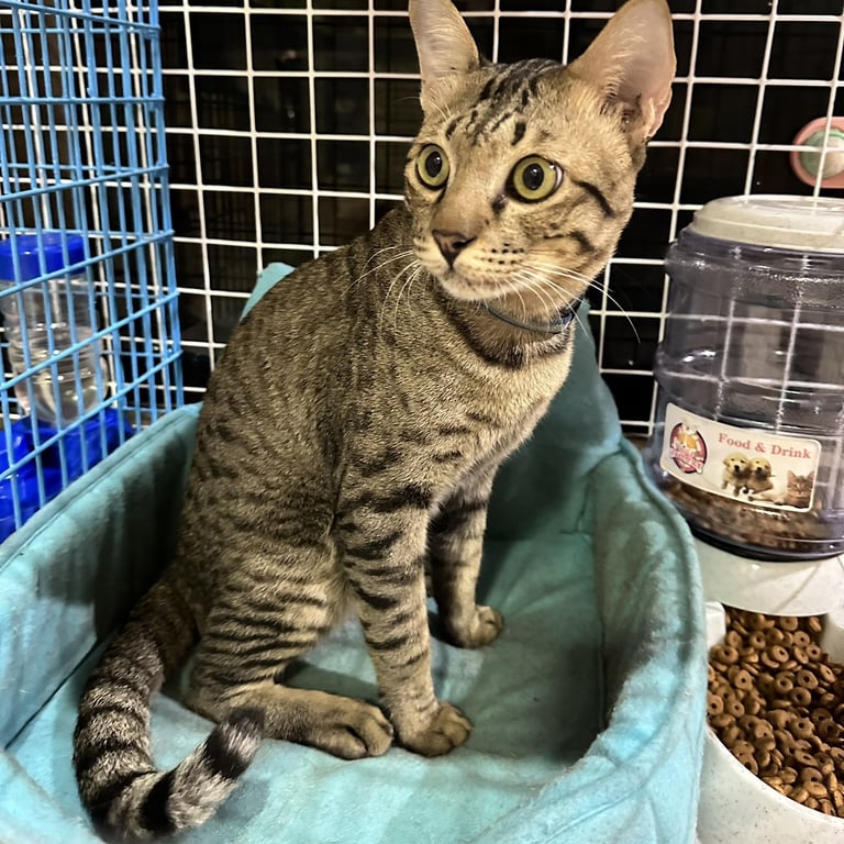 ตามหาเจ้าของแมว จมูกชมพู ตัวโต ลายชัด หางไม่หัก ตาสีเหลือง น่าจะยังไม่ได้ทำหมัน ตอนเจอครั้งแรกเหมือนไม่ได้กินข้าวมาหลายวัน หนัก 6 kg(เบาะฟ้า) ปัจจุบันรับเลี้ยงมา 3 เดือน น้ำหนัก 7.8 kg