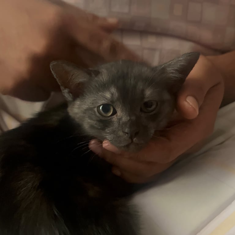Luna