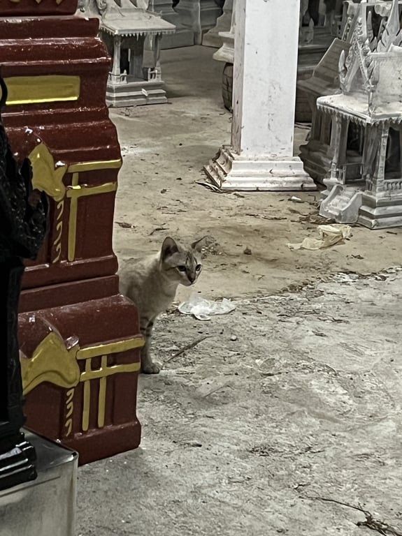 ตามหาเจ้าของแมว น้องตัวสะอาด ไม่ผอม อวบๆ