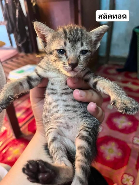 น้องปลาทอก