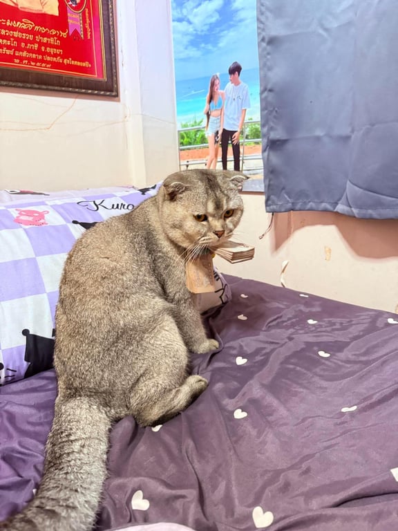 มาเฟีย