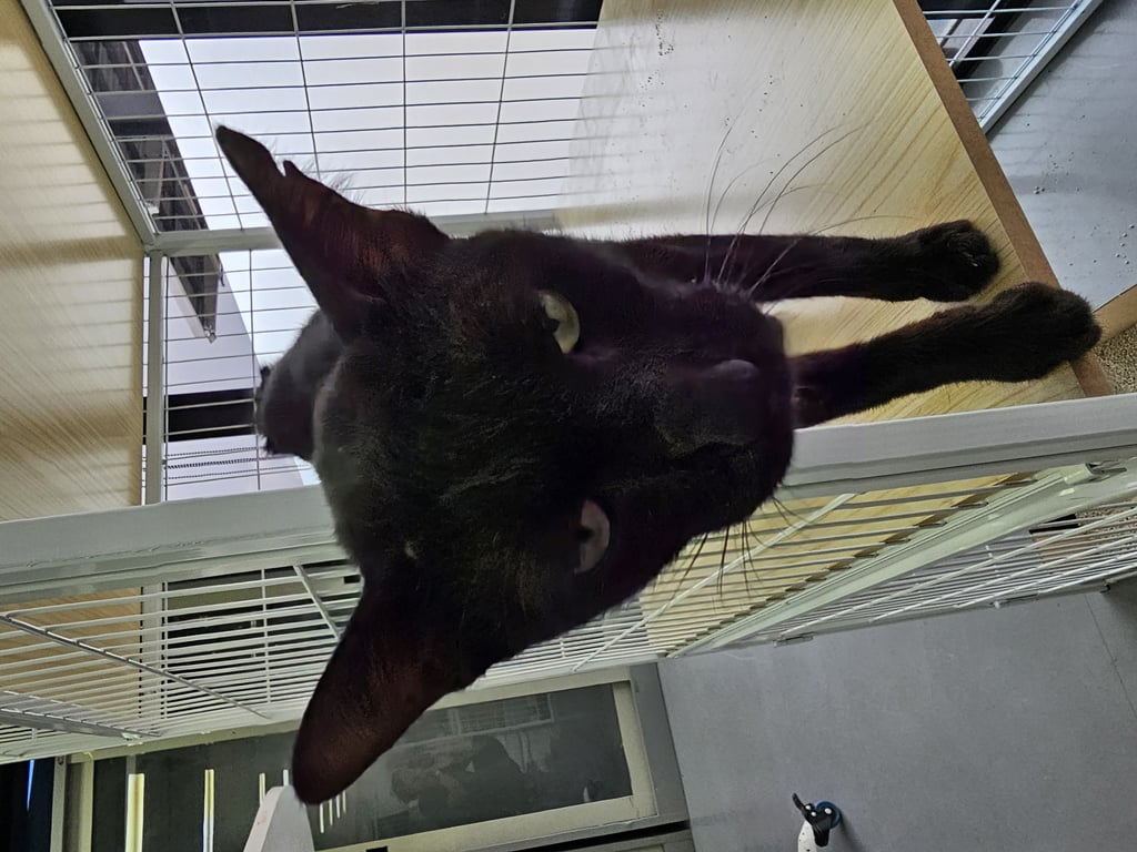 ตามหาเจ้าของแมว 