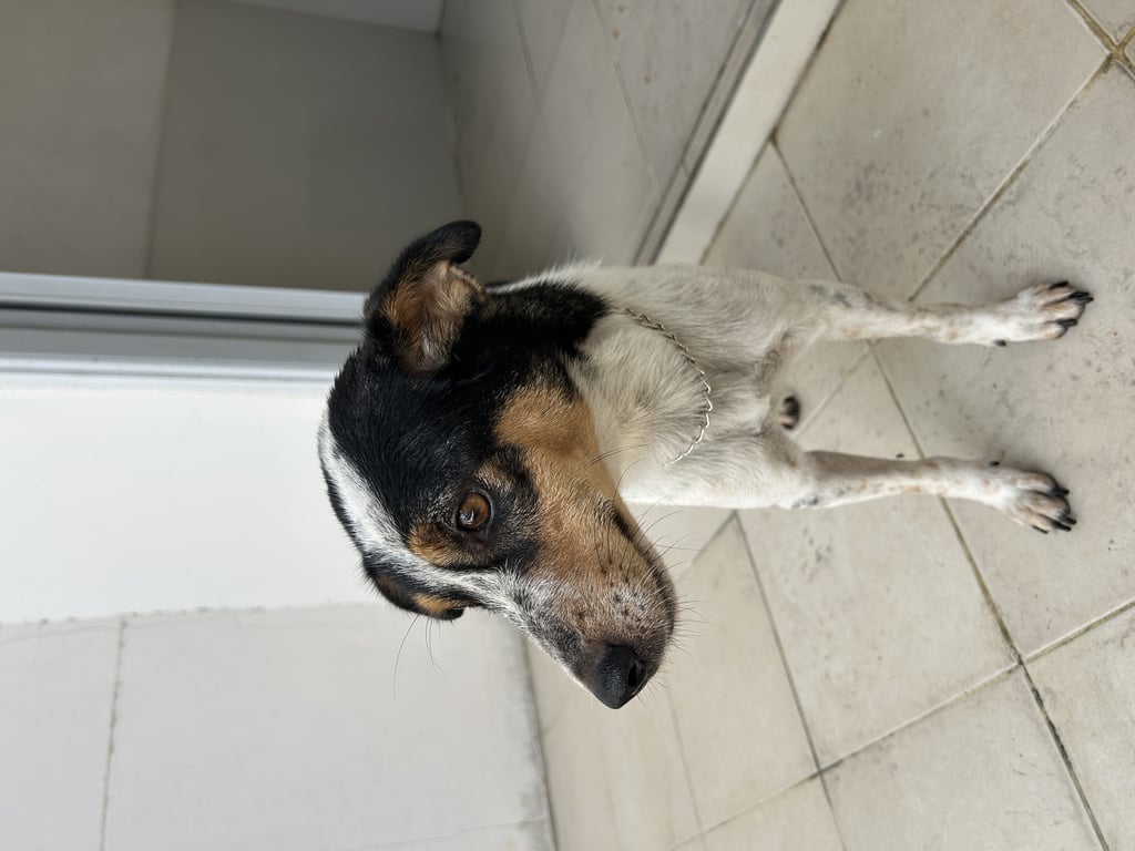 ตามหาเจ้าของหมา หมาสีขาวดำ มีสีดำเป็นวงใหญ่ๆ ตัวเล็ก หน้ามีสีน้ำตาลนิดหน่อย