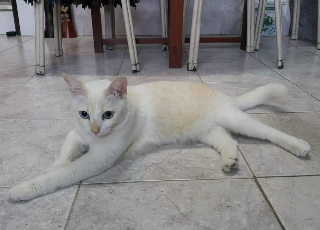 ฟ้า