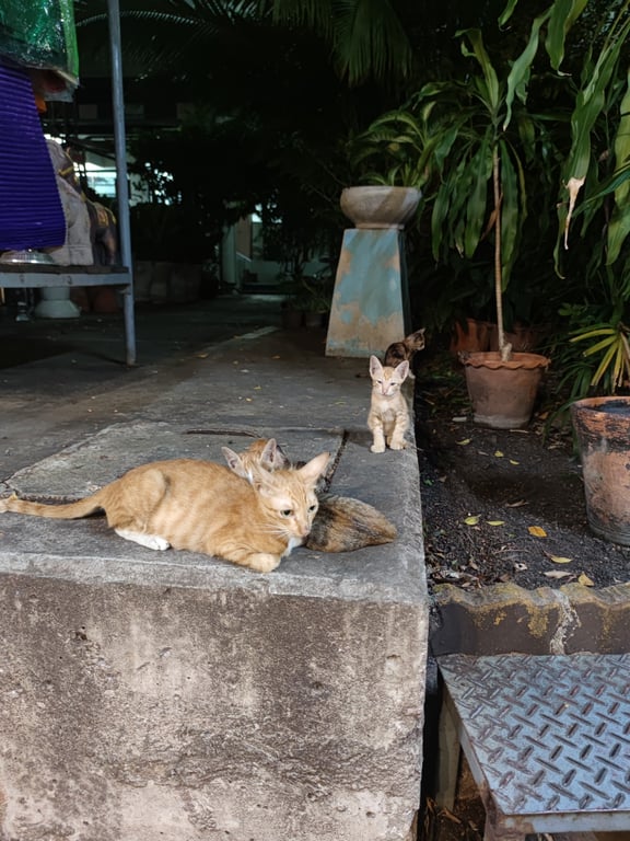 ตามหาเจ้าของแมว อายุ 10-11 เดือน ทำหมันแล้ว ทำวัคซีนพิษสุนัขบ้าและลูคีเมียแล้ว ขี้อ้อน ชอบเข้าหาคน ไม่ซน