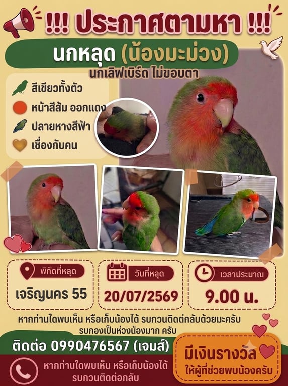 น้องมะม่วง