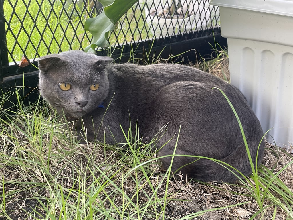 ตามหาเจ้าของแมว 