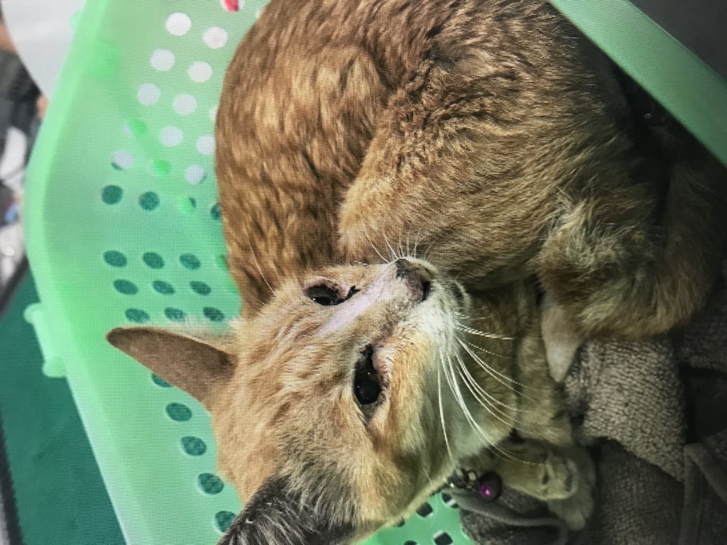 ตามหาเจ้าของแมว 