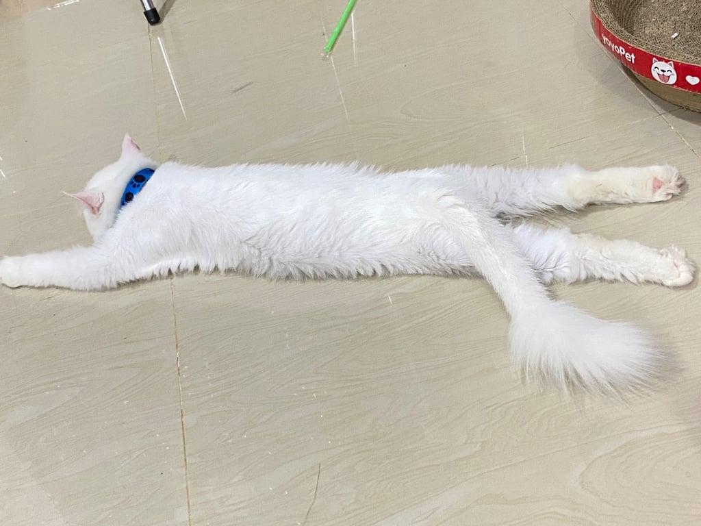 ฟูฟู