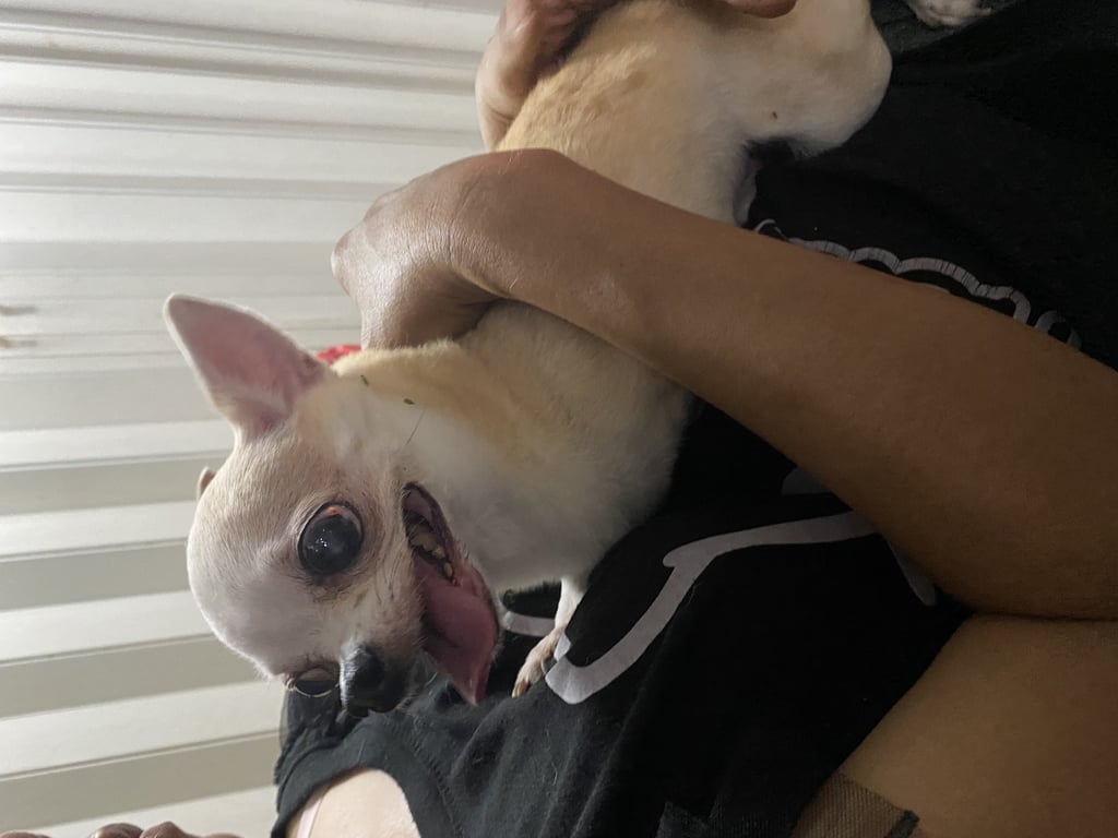 ตามหาเจ้าของหมา น้องเป็นชิวาวาขนสั้น มีอายุ ไม่ดื้อ