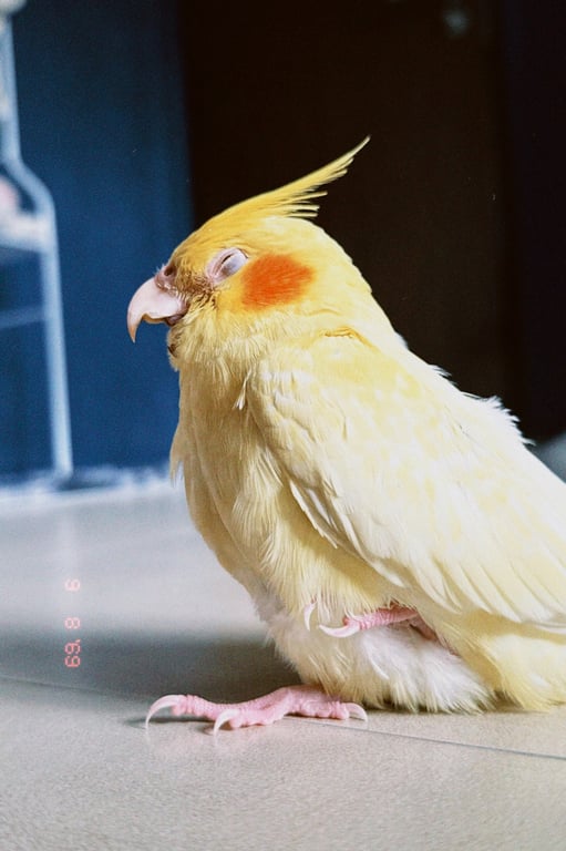 ฮัมมี่