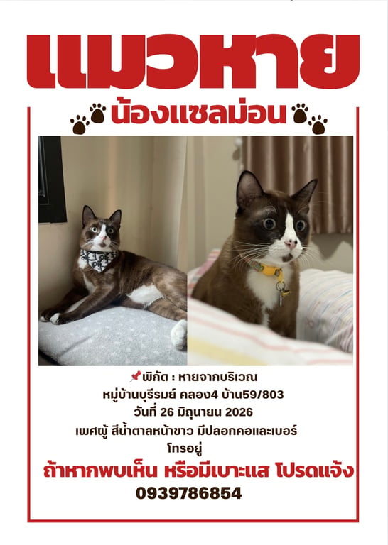 แซลม่อน