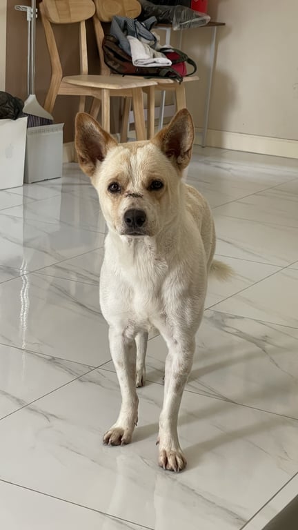 ตามหาเจ้าของหมา หนักประมาณ 10 กก
ไม่เห่า ติดคน 
กินเยอะ (กินอาหารเม็ดแล้วจะอ้วก)