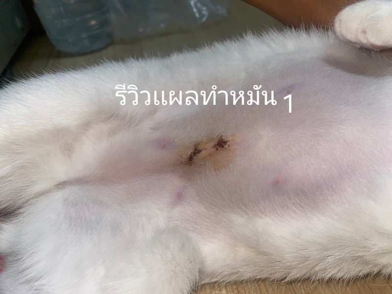 โรงพยาบาลสัตว์ณัฐรดา | Natrada animal hospital ขายยาสัตว์