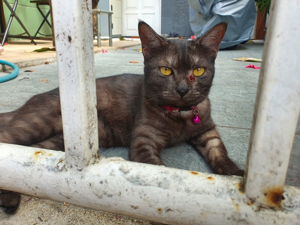 ตามหาเจ้าของแมว น้องแมวเพศเมีย สีตามภาพดำๆลายๆ ขนนุ่ม มีปลอกคอสีชมพูมีกระพรวน มีแผลตรงตา (ใส่ยาแล้ว) อ้อนมาก ติดคนมาก