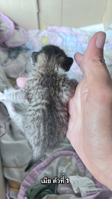 ตามหาเจ้าของแมว แม่แมวไม่ค่อยเลี้ยงค่ะ เกิดวันที่ 13 มค 69