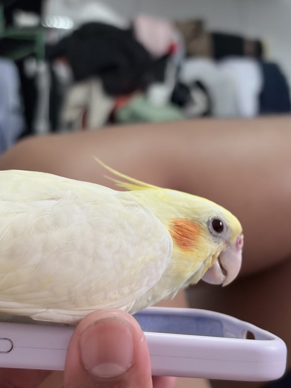 ค่อกแค่ก