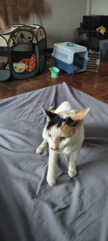 ตามหาเจ้าของแมว เป็นแมวสามสี ติดคน ขี้อ้อน