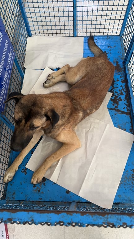 ตามหาเจ้าของหมา พบสุนัขเพศผู้ นอนชิดเบริเออร์ช่องทางด่วน ก่อนขึ้นคู่ขนานลอยฟ้าขาเข้ากรุงเทพ ประมาณ 500 เมตร ตอนนี้พามาตรวจร่างกายที่โรงพยาบาลสัตว์มหิดล