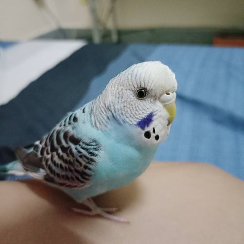 บลู