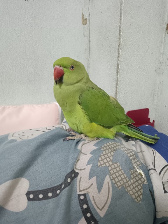 มีมี่