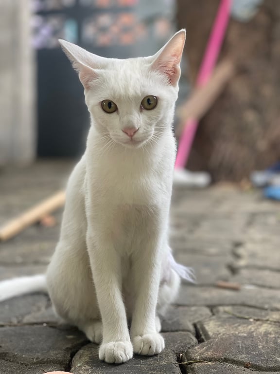 ไข่ขาว