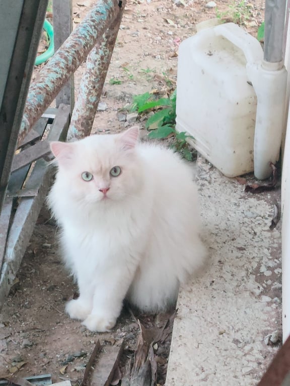 ฟองนม