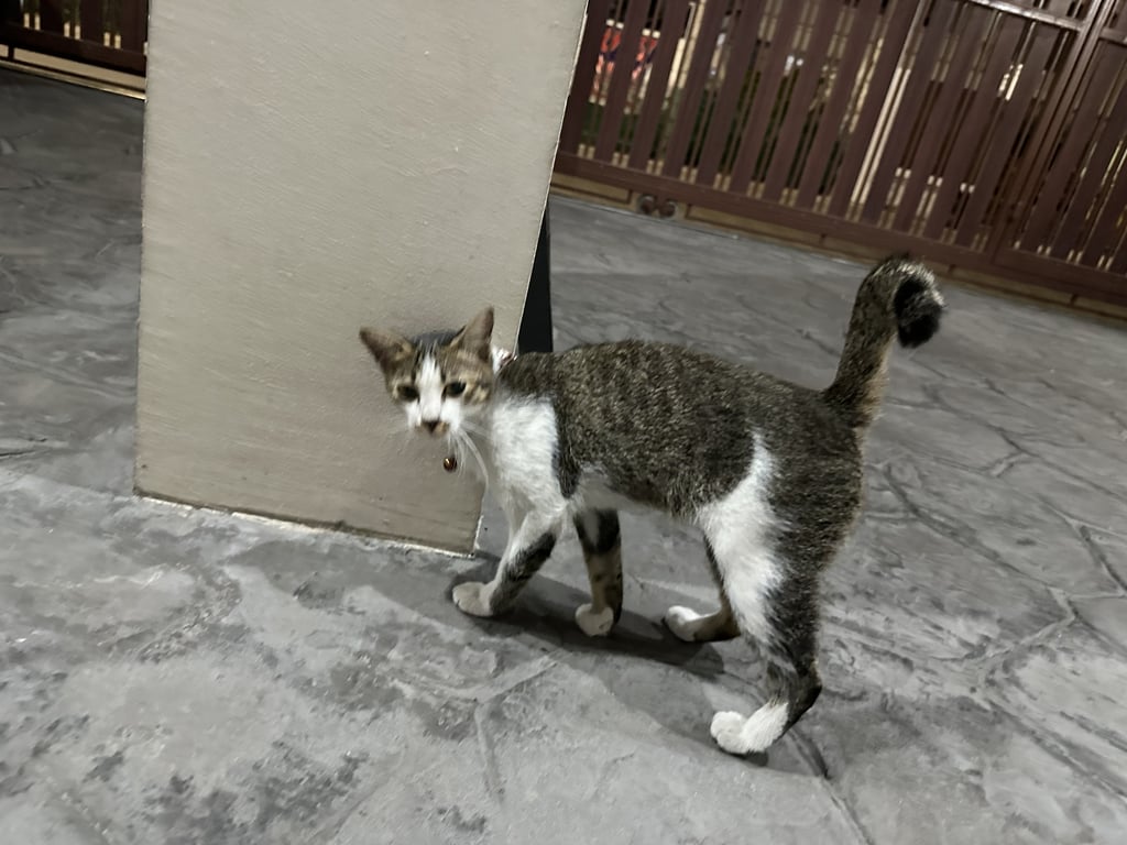 ตามหาเจ้าของแมว แมวเด็กอายุประมาณ 4 เดือน หางหงิก