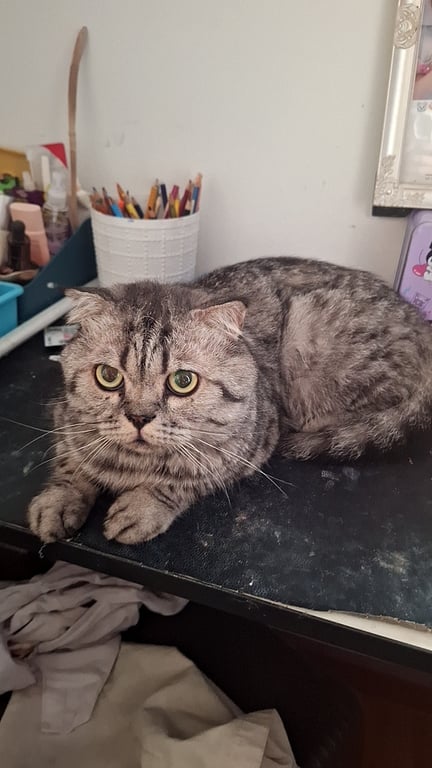 ตามหาเจ้าของแมว 