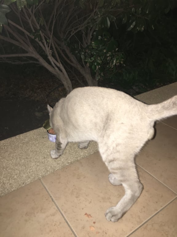 ตามหาเจ้าของแมว แมวโต เหมือนติดสัตว์ สีเทาสลิดขาวๆ ครีมๆ