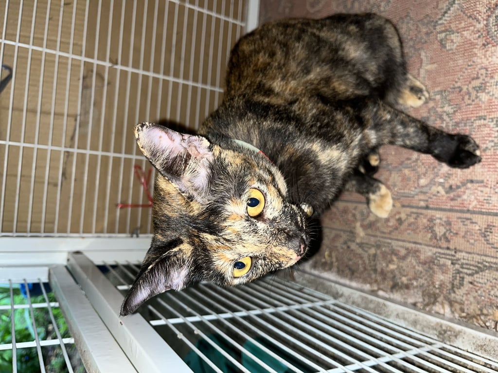 ตามหาเจ้าของแมว 