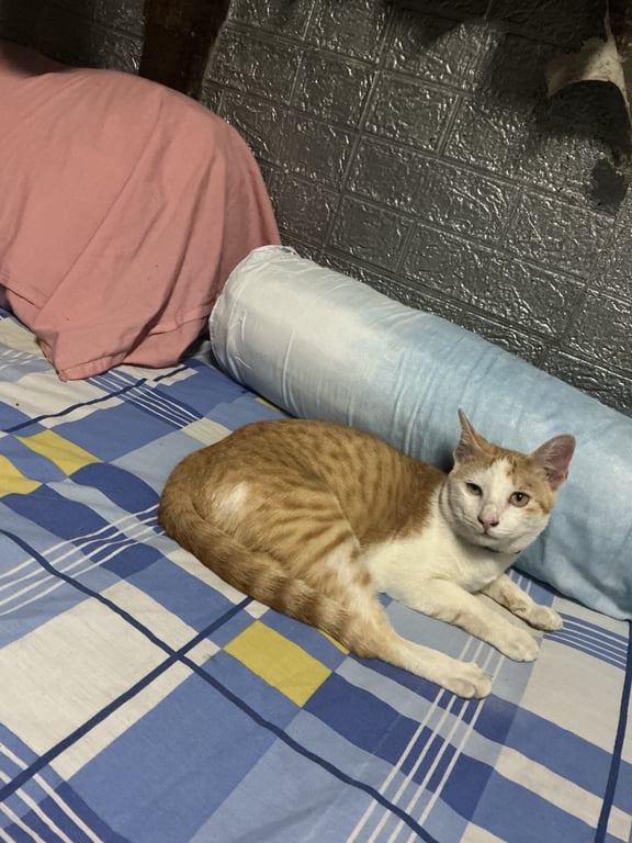 มีตัง