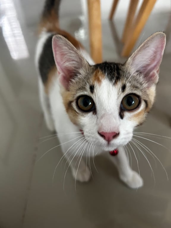 เมล