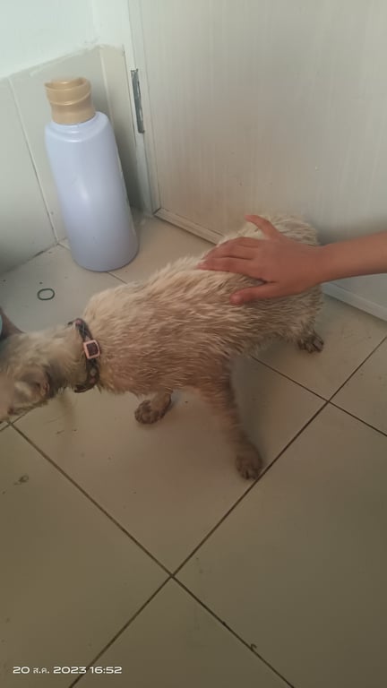 ตามหาเจ้าของแมว 