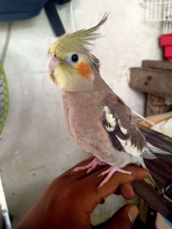 น้องโกโก้