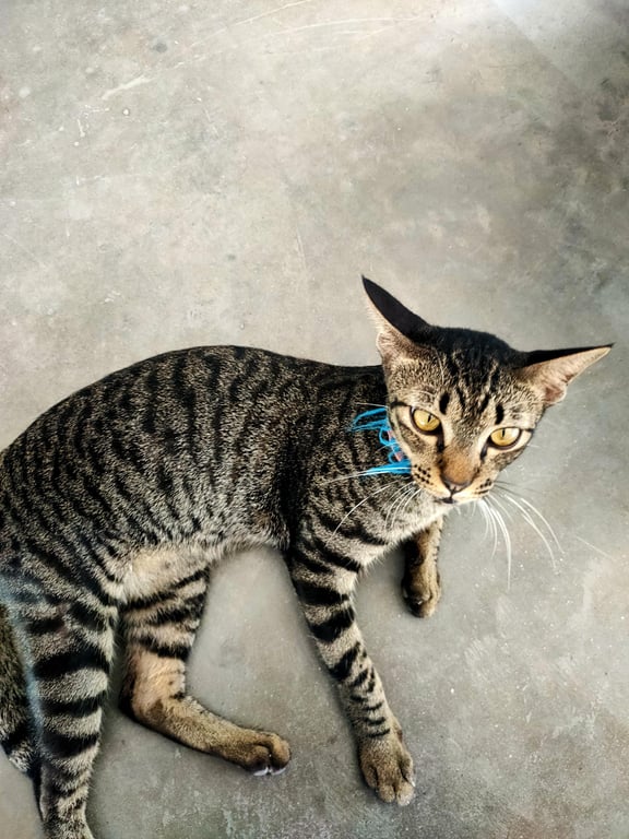 ตามหาเจ้าของแมว 