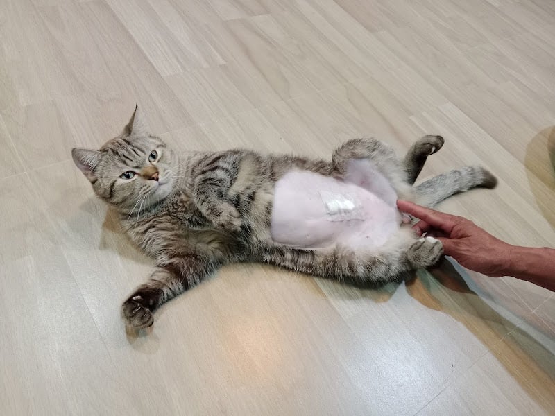 หมอต่อรักษาสัตว์