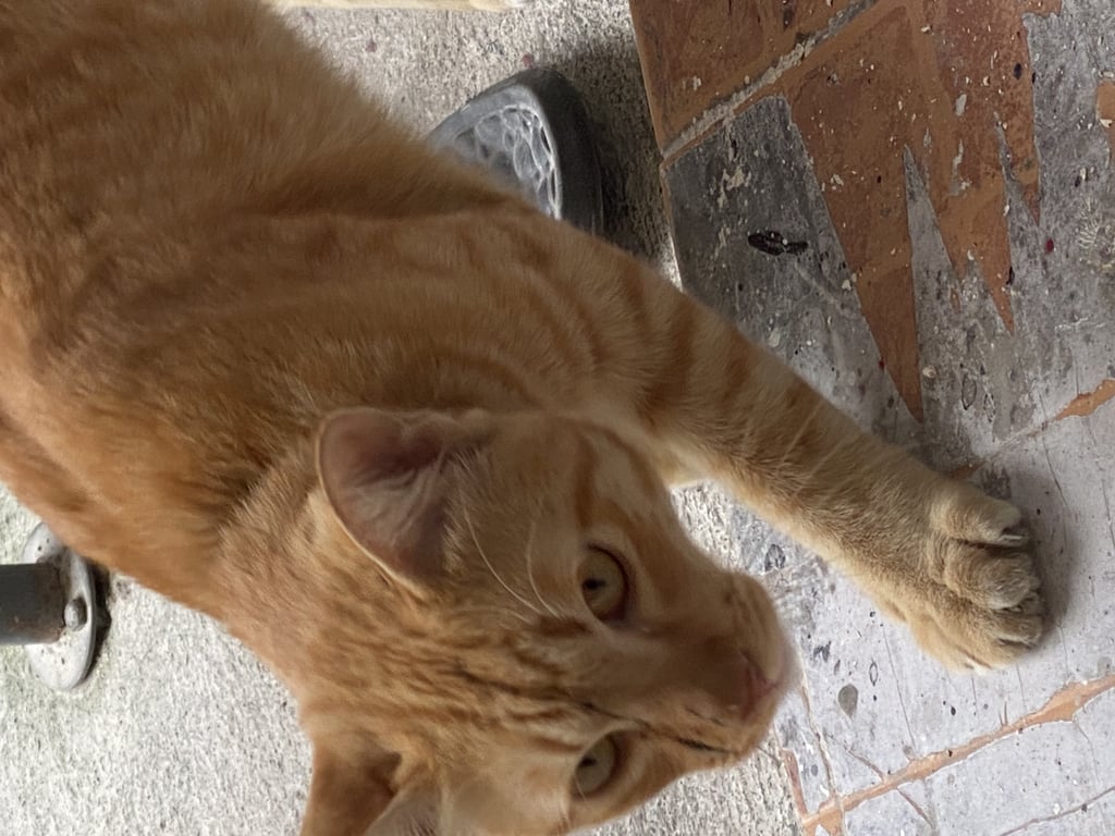 ตามหาเจ้าของแมว แมวส้มตัวผู้มีสีขาวช่วงคอและท้องยังไม่ได้ทำหมัน